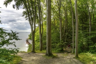 The Hochuferwanderweg from Baabe via Sellin to Binz, through dense beech forest, along the cliffs,