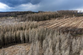 Area in the Arnsberg Forest near Warstein-Sichtigvor, Soest district, over 5000 young trees were