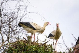 White storks, in the stork care centre Wesermarsch, near Berne, on the river Berne, up to 50 pairs