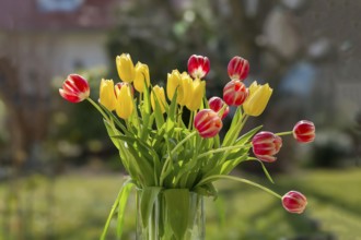 Bouquet of yellow and red and white tulips in sunlight with a blurred background, Germany, Europe