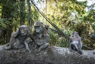 Macaque (Macaca), monkey, monkey, animal, macaque, wildlife, nature, wild, mammal, fauna,