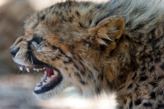 A 6-month-old cheetah (Acinonyx jubatus), young animal, predator, big cat, mimic, aggressive,