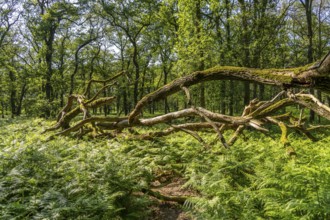 Diersfordter Wald, north of Wesel, nature park with oak and beech forests, glacial sand dunes,