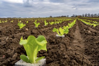 Lettuce plants, in press pots, they are planted in a field with a planting machine, agriculture,