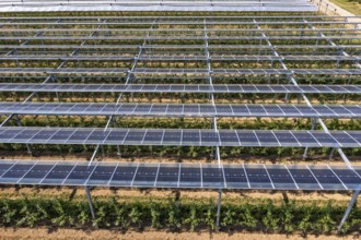 Agri-photovoltaic test plant, an apple orchard with two different systems of PV modules was roofed