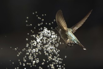 Anna's hummingbird (calypte anna) enjoying the water fountain drops