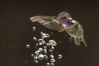 Anna's hummingbird (calypte anna) enjoying the water fountain drops