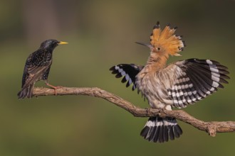 Hoopoe (Upupa epops) Bird of the Year 2022, courtship display, female defending perch against