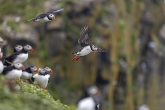 Puffin (Fratercula arctica), approaching to land, Grimsey Island, Iceland, Europe