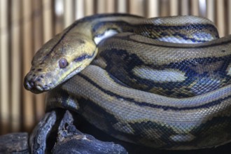 Reticulated python (Malayopython reticulatus), curled, captive, Germany, Europe