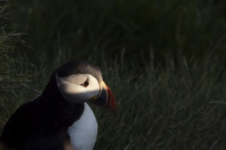 Puffin (Fratercula arctica), sitting in the spotlight, Runde Island, Møre og Romsdal, Norway,