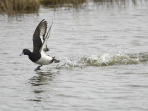 Reiherente (Aythya fuligula), Männchen im Flug beim Abflug von einem See, auf der Insel Texel,