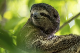 Brown-throated sloth (Bradypus variegatus) in a tree, Cahuita National Park, Costa Rica, Central