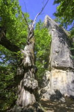 Tree with large growth in the Chambre du Roi, Grés d'Annot sandstone labyrinth walk,