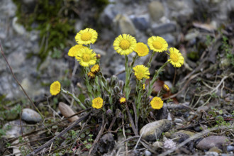 Coltsfoot (Tussilago farfara), flowering, Switzerland, Europe