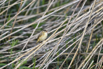 Reed warbler (Acrocephalus schoenobaenus), male singing on reeds, Lake Neusiedl National Park,