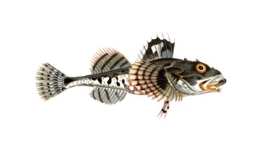 Fish, fish, fish genus from the bullhead family, Cottus scorpius, the sea scorpion, the father