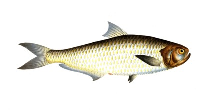 Fish, Fish, Fish genus Real herring, Clupea malabarica, Malabrian herring, herring of Malabar,