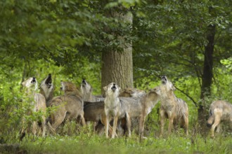 Wolf (Canis lupus), pack of wolves howling in forest, summer, Germany, Europe