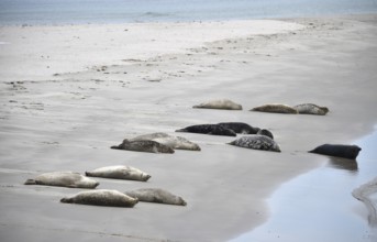 Grey seal (Halichoerus grypus) on the beach of Heligoland, Schleswig-Holstein, Germany, Europe