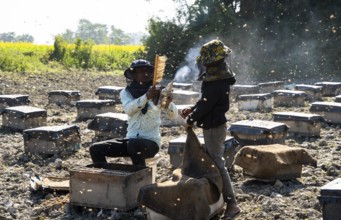 Beekeepers working in a honey production unit near a mustard field on December 17, 2024 in Barpeta,