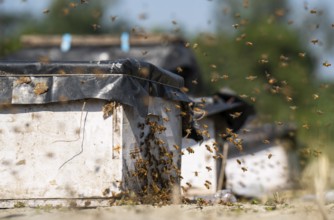 Beekeeper places beeive boxe in a honey production unit near a mustard field on December 17, 2024