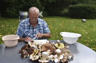 Man, senior citizen cutting porcini mushrooms in the garden, Schleswig-Holstein, Germany, Europe