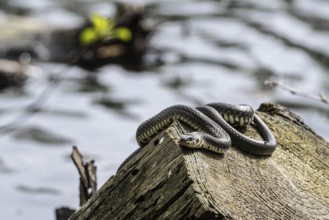 Grass snake (Natrix natrix), Emsland, Lower Saxony, Germany, Europe