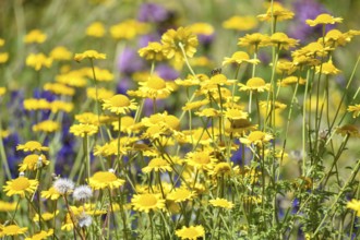 Wildflower garden with golden marguerite (Cota tinctoria), Salzburger Land, Austria, Europe