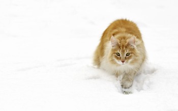 Norwegian Forest Cat (Felis catus) stalking prey in the snow in winter, the Netherlands