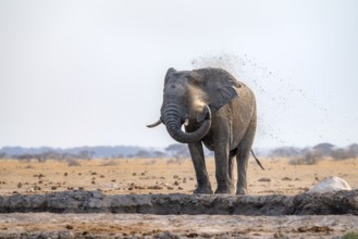 African elephant (Loxodonta africana), bathing at a waterhole, spraying water from its trunk, Nxai