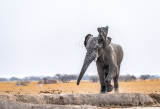 African elephant (Loxodonta africana), elephant at waterhole, with flapping ears, Nxai Pan National