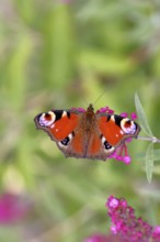 Peacock butterfly (Inachis io) sucking nectar on butterfly bush (Buddleja davidii), in a natural