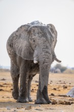 African elephant (Loxodonta africana), African savannah, Nxai Pan National Park, Botswana Botswana