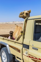 Camel (Camelidae) with young animal being transported on a Toyota pickup, Huqf stone desert,