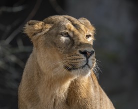 Asiatic Lion (Panthera leo persica), female, portrait, occurring in India, captive