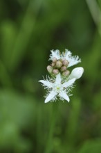 Menyanthes trifoliata or bitter clover, medicinal plant, close-up of a flower in a meadow,