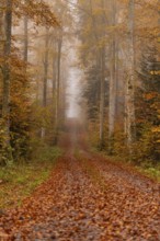 Fog-covered forest path lined with autumn trees, Gechingen, Black Forest, Germany, Europe