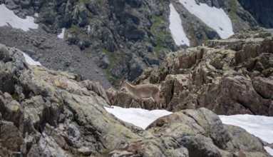 Alpine ibex (Capra ibex), on a rock, Aiguille Rouges, Chamonix, France, Europe