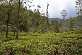 Tea plantation in Ramboda, Nuwara Eliya, Central Province, Sri Lanka, Asia