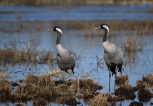 Common crane (Grus grus), Hornborga, Sweden, Europe