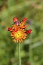 Orange hawkweed, orange-red hawkweed (Hieracium aurantiacum), flower on a rough meadow, Wilnsdorf,