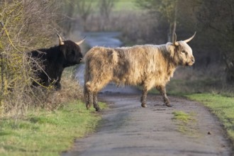 Scottish Highland Cow (Bos taurus), two cows emerging from a hedge, crossing a track, Glockenborn