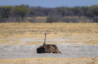 Common ostrich (Struthio camelus), adult female taking a dust bath, African savannah, Khama Rhino