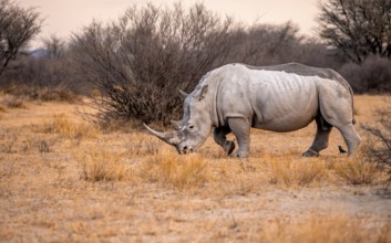 Southern white rhinoceros (Ceratotherium simum simum), rhino in the evening light, Khama Rhino