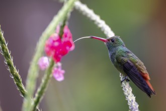 Golden-tailed Sapphire Hummingbird (Chlorestes eliciae) Hummingbird drinking from a flower, Heredia