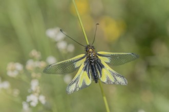 Owly sulphur Ascalaphe (Libelloides coccajus) in a meadow in spring. Kaiserstuhl, Emmendingen,