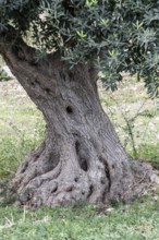 Olive trees (Olea europaea), Sicily, Italy, Europe