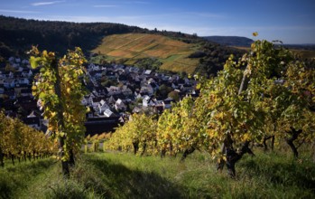 Vineyard, Vines, Vineyards, Viticulture, Autumn colouring, Autumn, Strümpfelbach, Weinstadt,