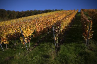 Vineyard, vines, vineyards, wine growing, autumn colouring, autumn, Strümpfelbach, Weinstadt,